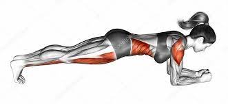 Muscles that must be used when doing the planks