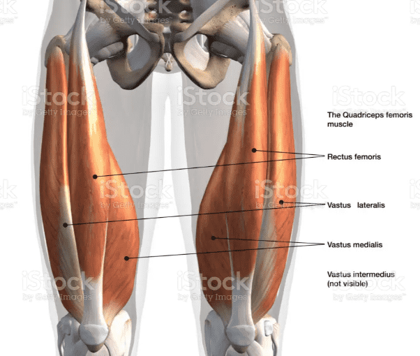 What muscles do squats work? Quadriceps