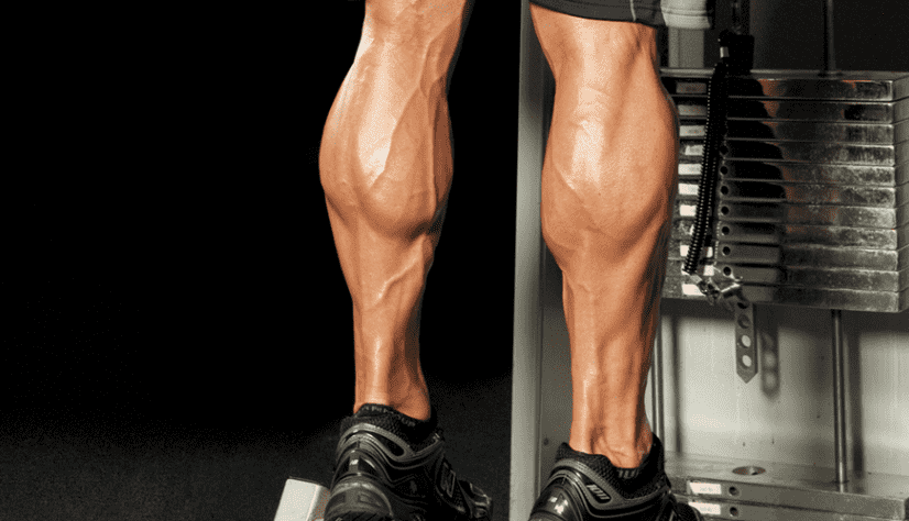 What muscles do squats work? calves